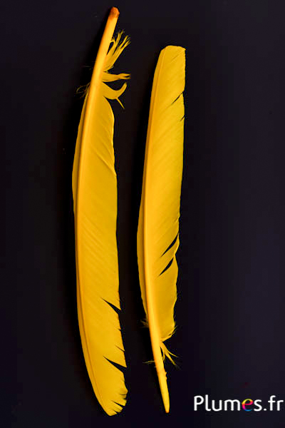 Cygne - 35-40 cm - curry